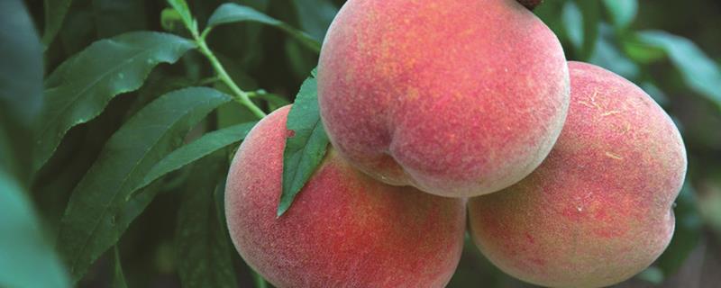 Which peach in Qingzhou is the most authentic and when will it mature