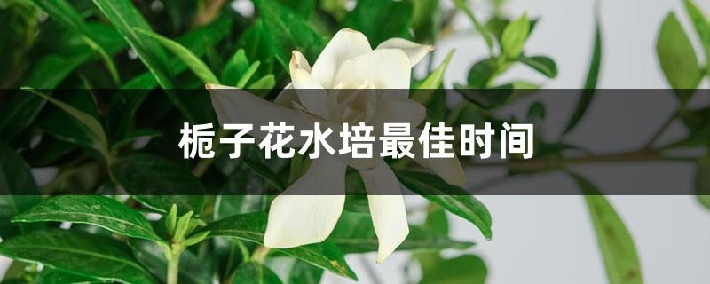 The best time to grow gardenia in water