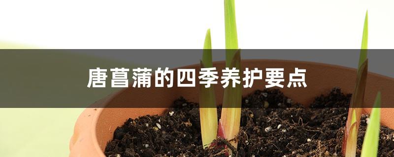 Four Seasons Maintenance Points for Gladiolus