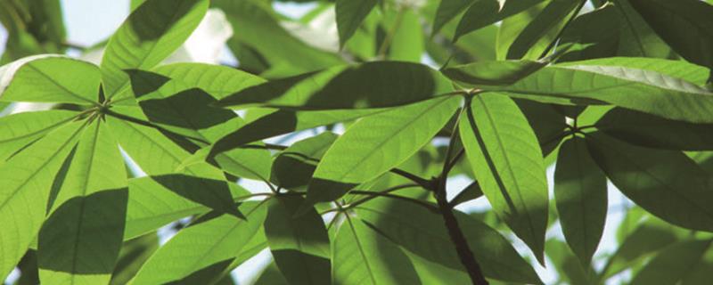 How to Propagate Horse Chestnuts