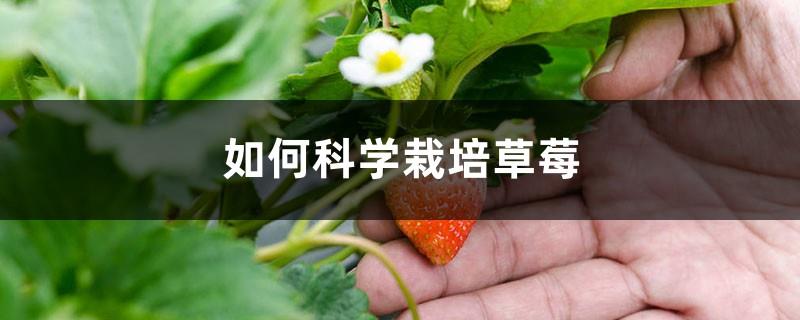 How to cultivate strawberries scientifically