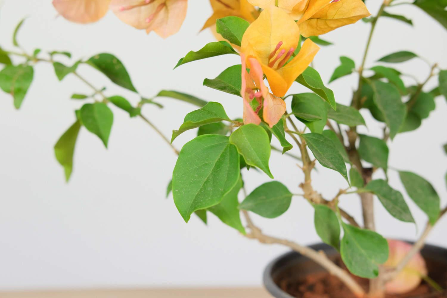 Bougainvillea