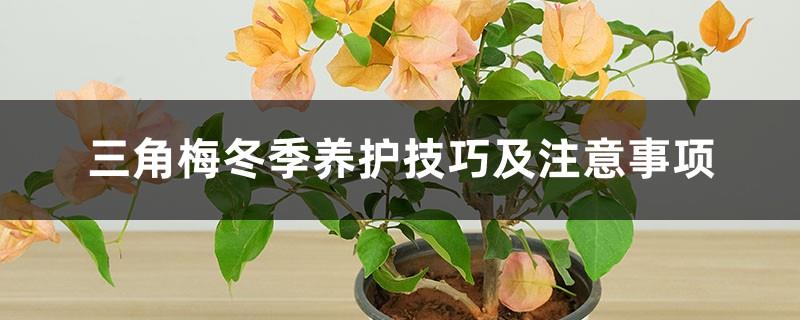 Bougainvillea winter maintenance skills and precautions