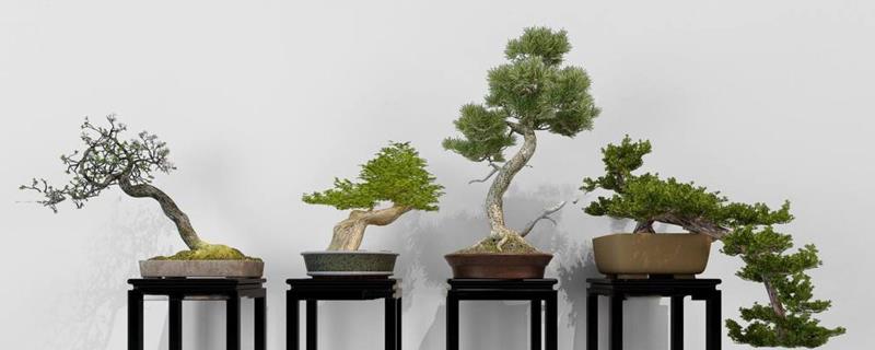 How to appreciate bonsai, learn these points and you can become an expert