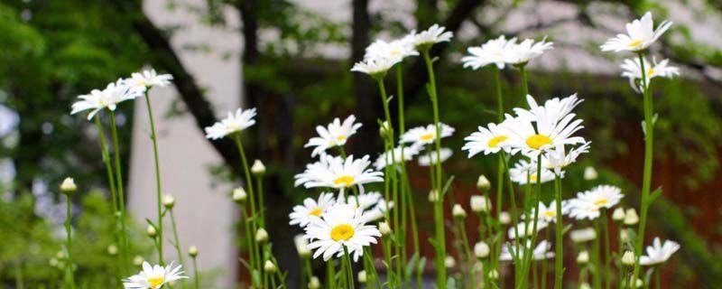 How to Propagate Daisies