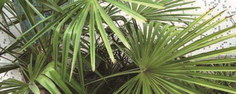 How to plant potted palm trees