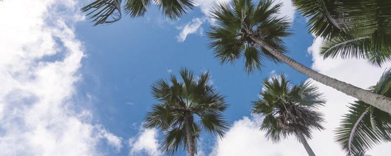 What does a coconut tree look like, and how can it be distinguished from a palm tree?