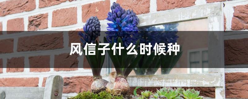 When to plant hyacinths (hydroponics and soil cultivation methods)