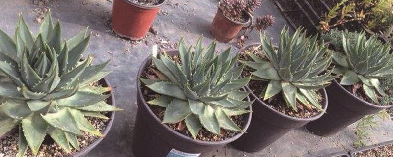 Queen Aloe Origin and Sowing Method