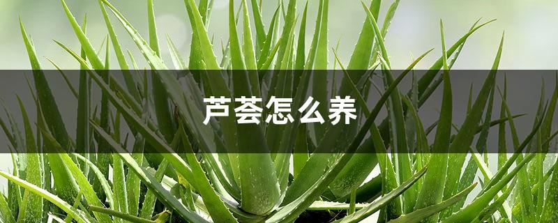 How to grow aloe vera, what to do if the leaves are shriveled, can it be restored?