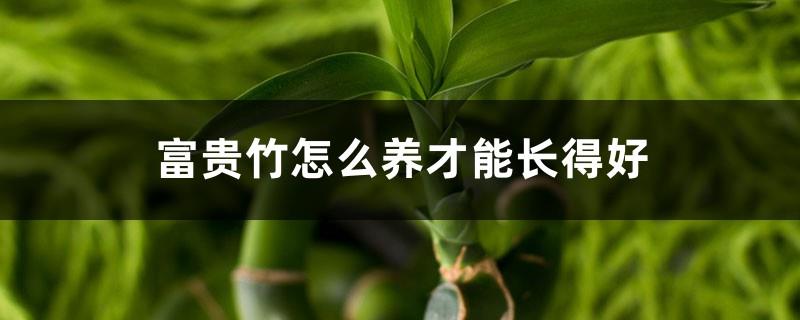 How to raise lucky bamboo to grow well, and where to place it in the home