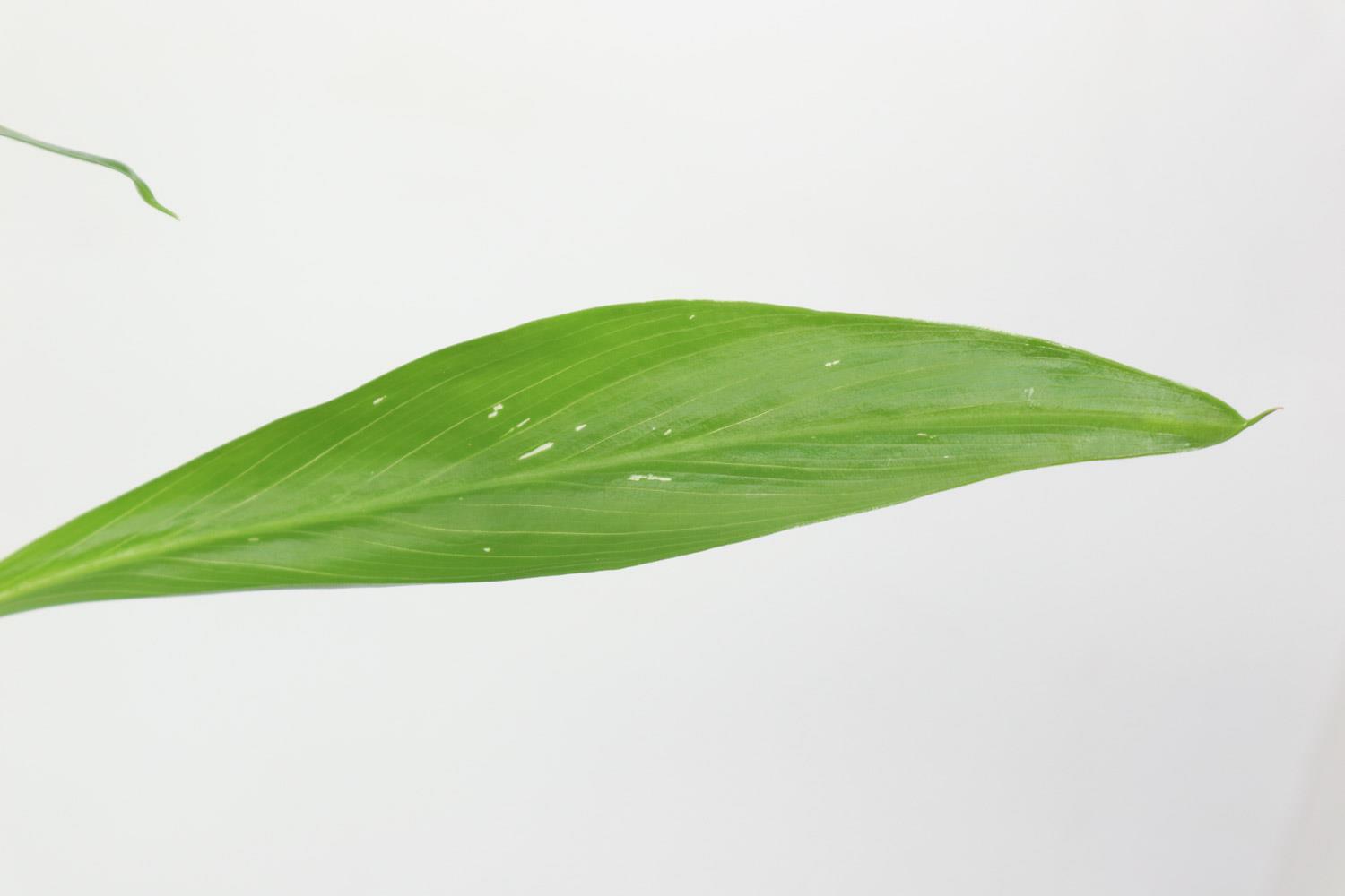 Colored Calla Lily