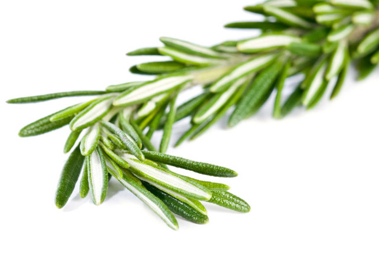 Rosemary