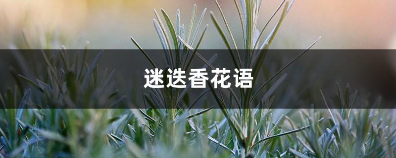 What is rosemary called in China and what is its flower language?