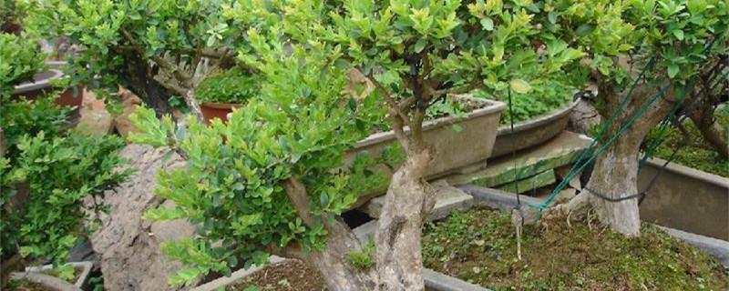 What kind of trees are suitable for bonsai in rural areas, and how to find bonsai on the mountain?