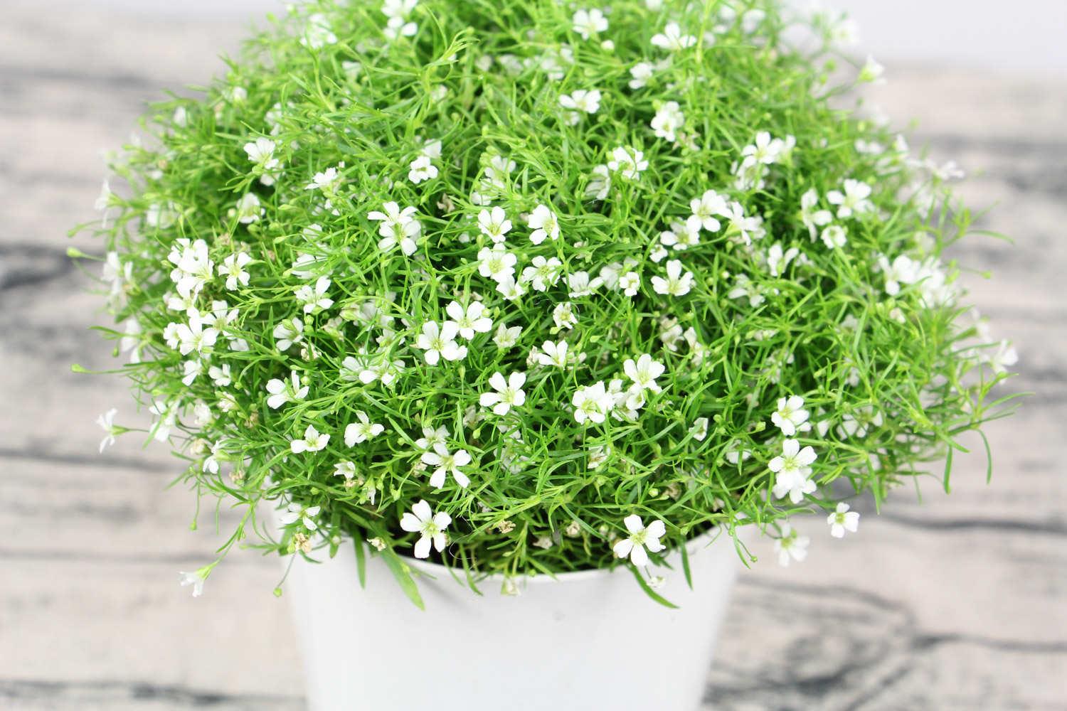 Gypsophila