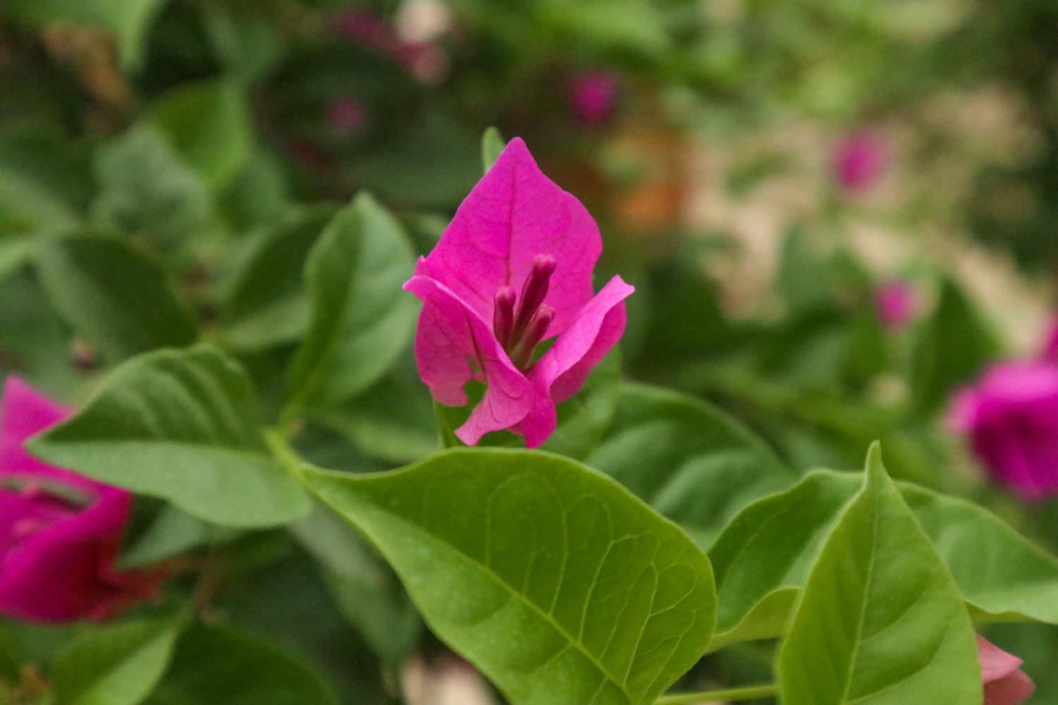 Bougainvillea