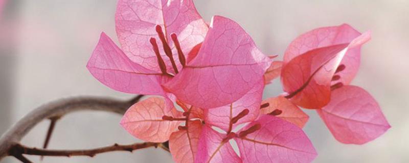 Can bougainvillea be pruned in autumn? Can pruning be used to plant branches?