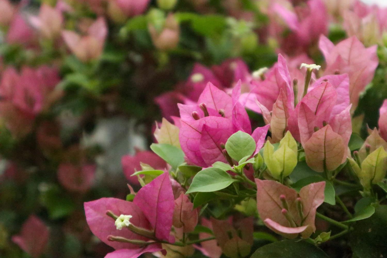 Bougainvillea