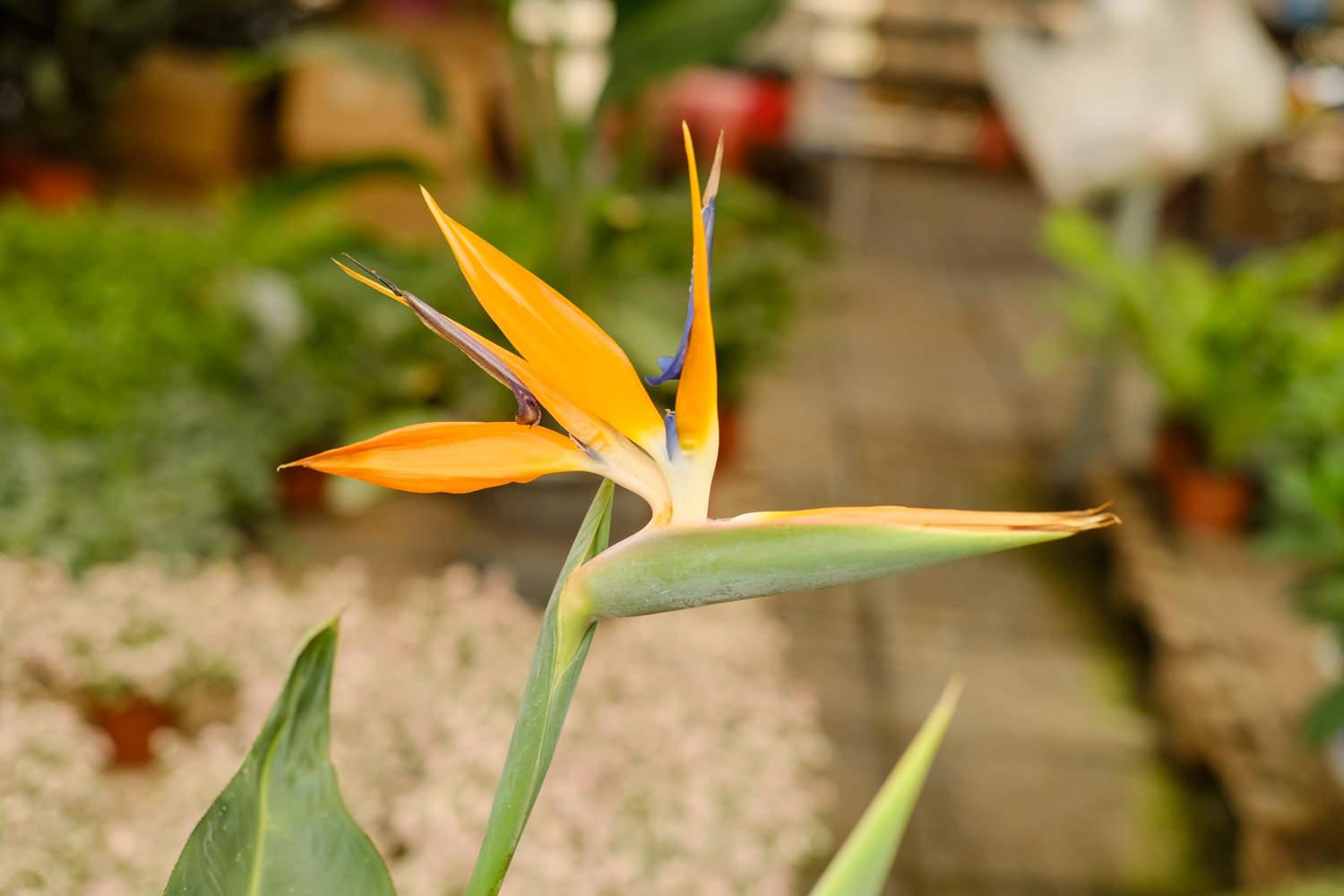 Strelitzia reginae