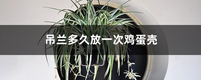 How often does the spider plant put in egg shells, can it grow more vigorously?