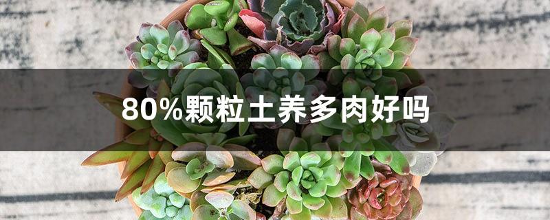 Is 80% granular soil good for growing succulents? How to use granular soil for succulents?