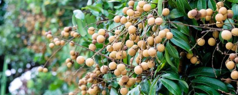 The difference between longan and longan, what are the benefits of eating too much?