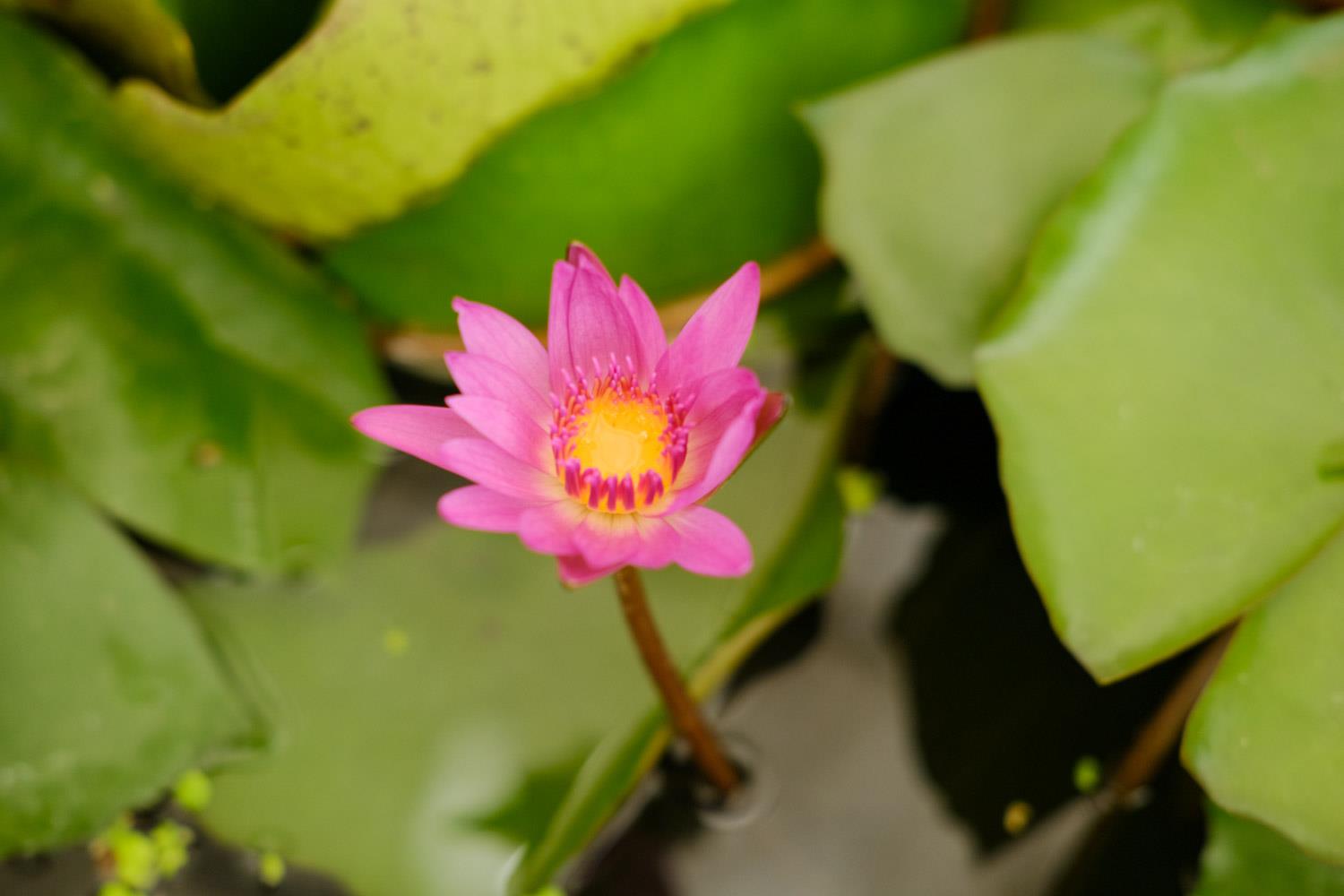 Water Lily