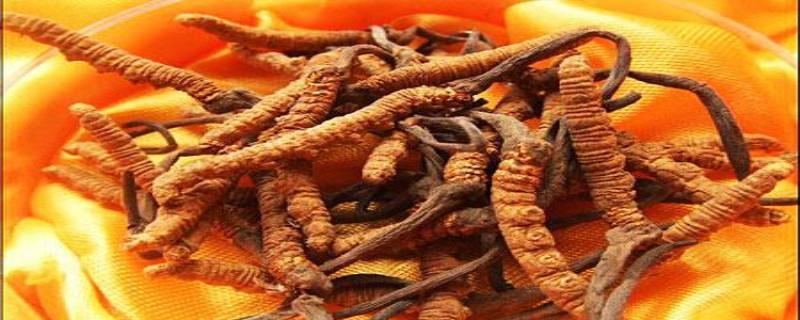 How much does a Cordyceps cost
