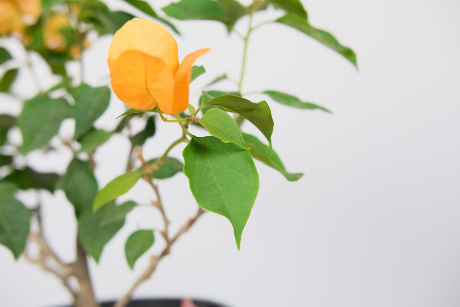 Bougainvillea