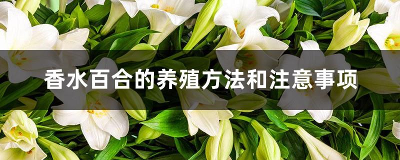 Cultivation methods and precautions of perfume lily