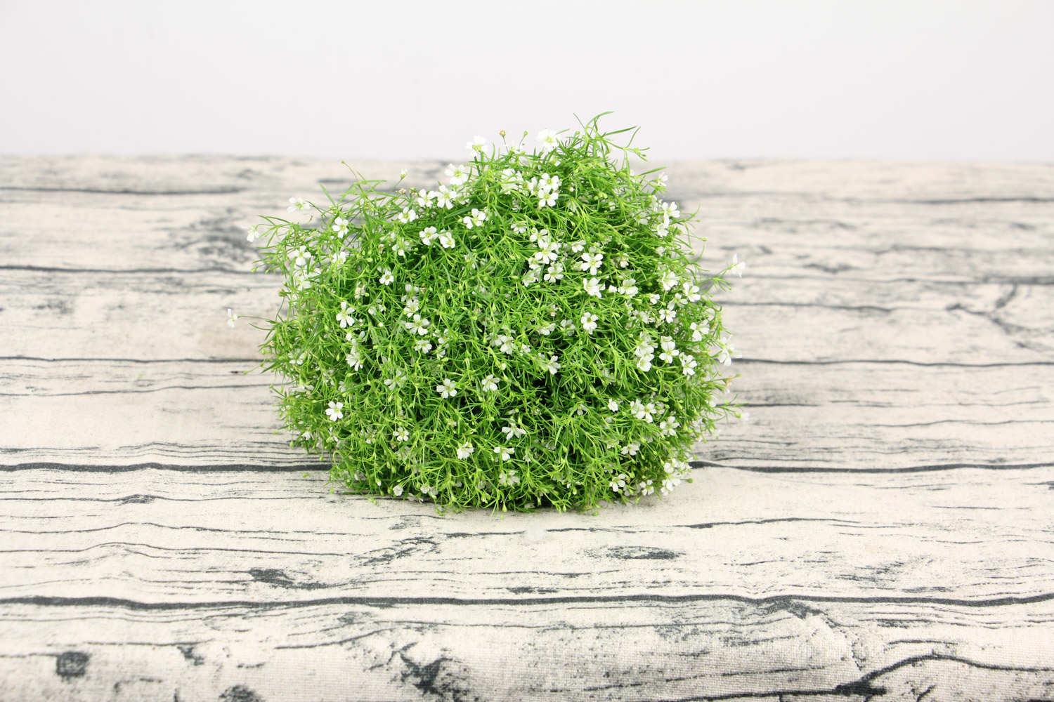 Gypsophila