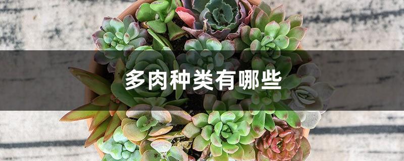 What are the succulent types