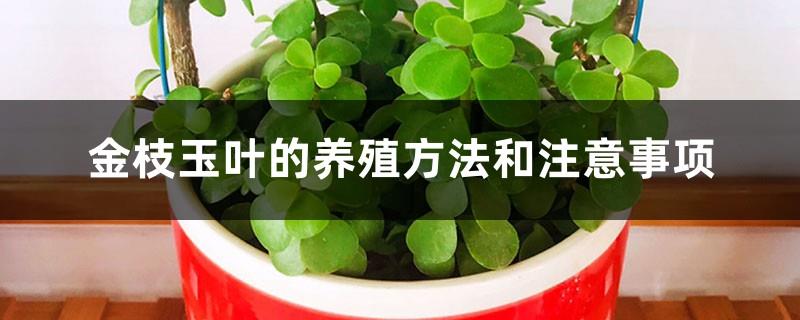 Cultivation methods and precautions for golden branches and jade leaves