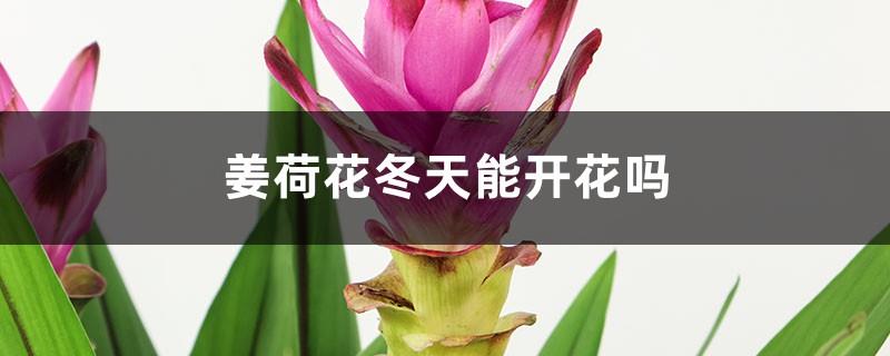 Can ginger lotus bloom in winter