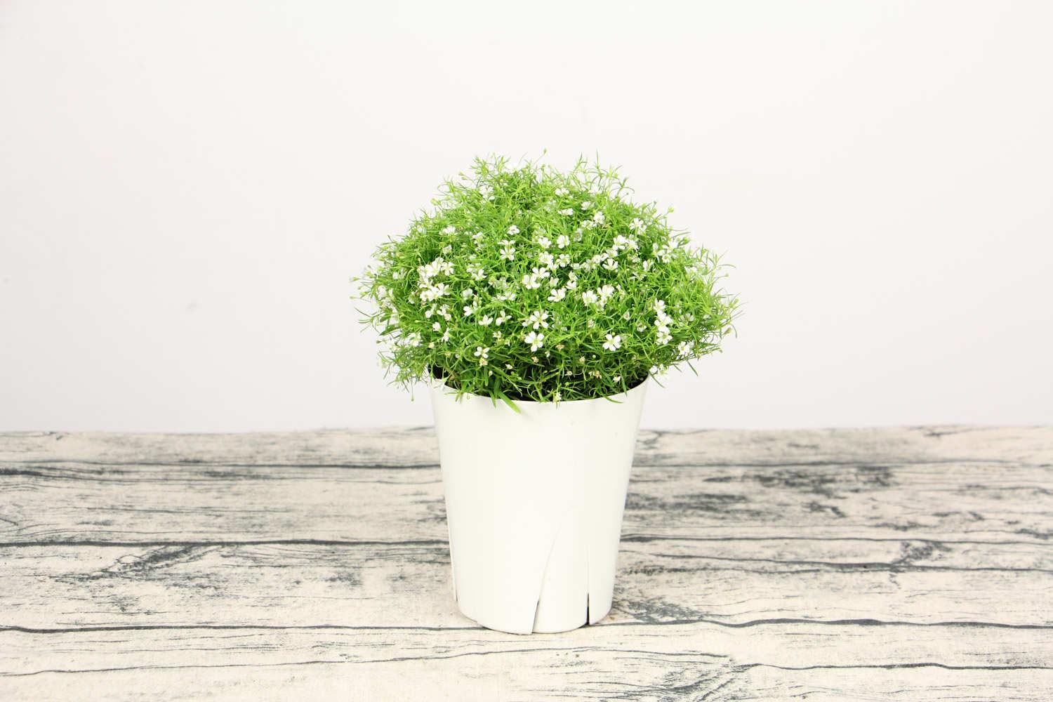 Gypsophila