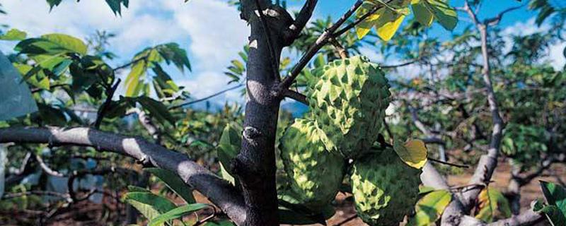 The difference between custard apple and custard apple