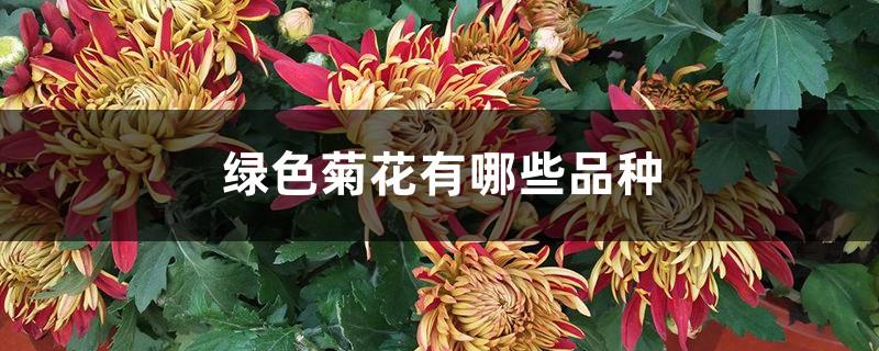 What are the varieties of green chrysanthemums