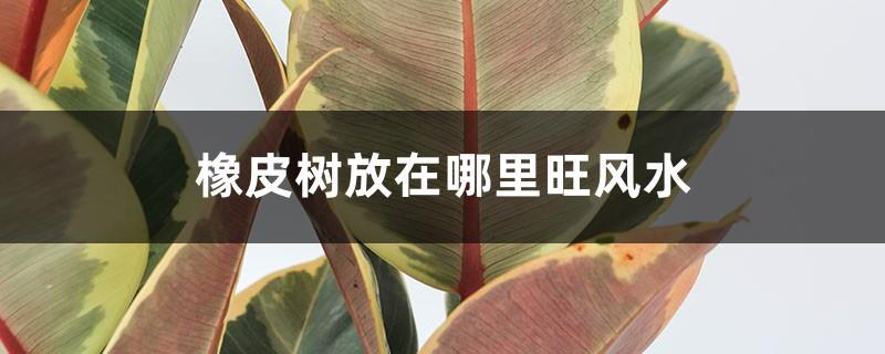 Where to place the rubber tree to promote feng shui