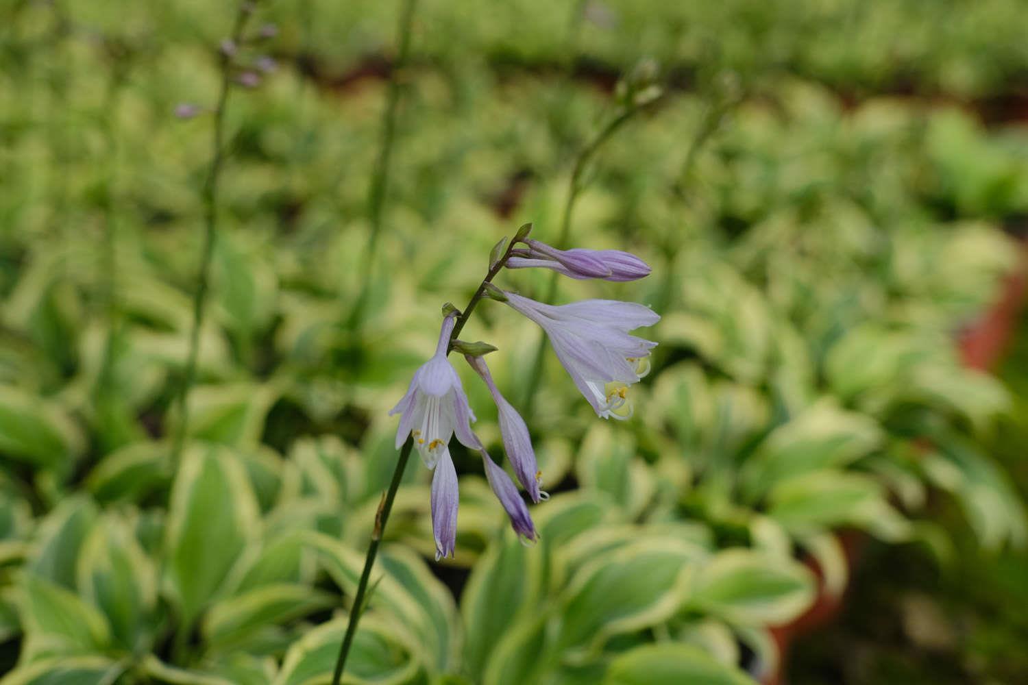 Jade Hosta