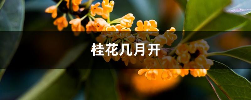 In what months does the osmanthus bloom