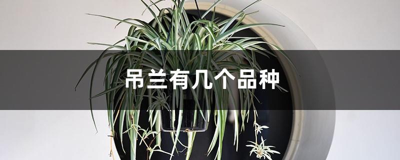 There are several varieties of spider plants