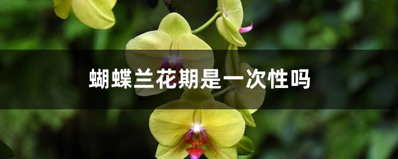 Is the flowering period of Phalaenopsis a one-time thing?