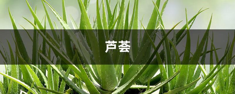Aloe vera sold for more than 10,000 yuan. How is it worth so much money? After reading it, I understand!