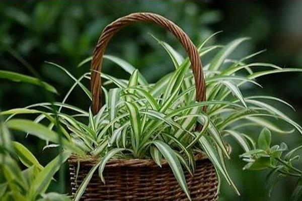 Chlorophytum can be found in every family, but have you raised these four species? Not only are they 