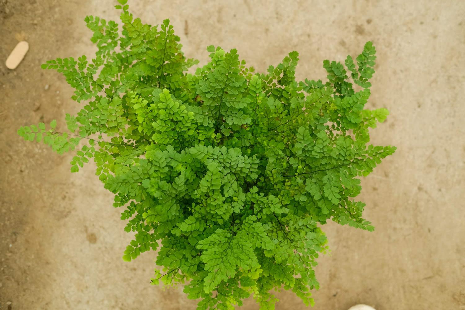 Adiantum fern