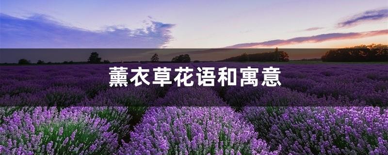 Lavender flower language and meaning