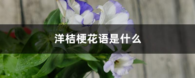 What is the flower language of Lisianthus