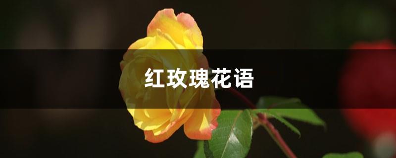 Red Rose Flower Language