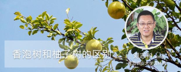 The difference between the fragrant tree and the grapefruit tree